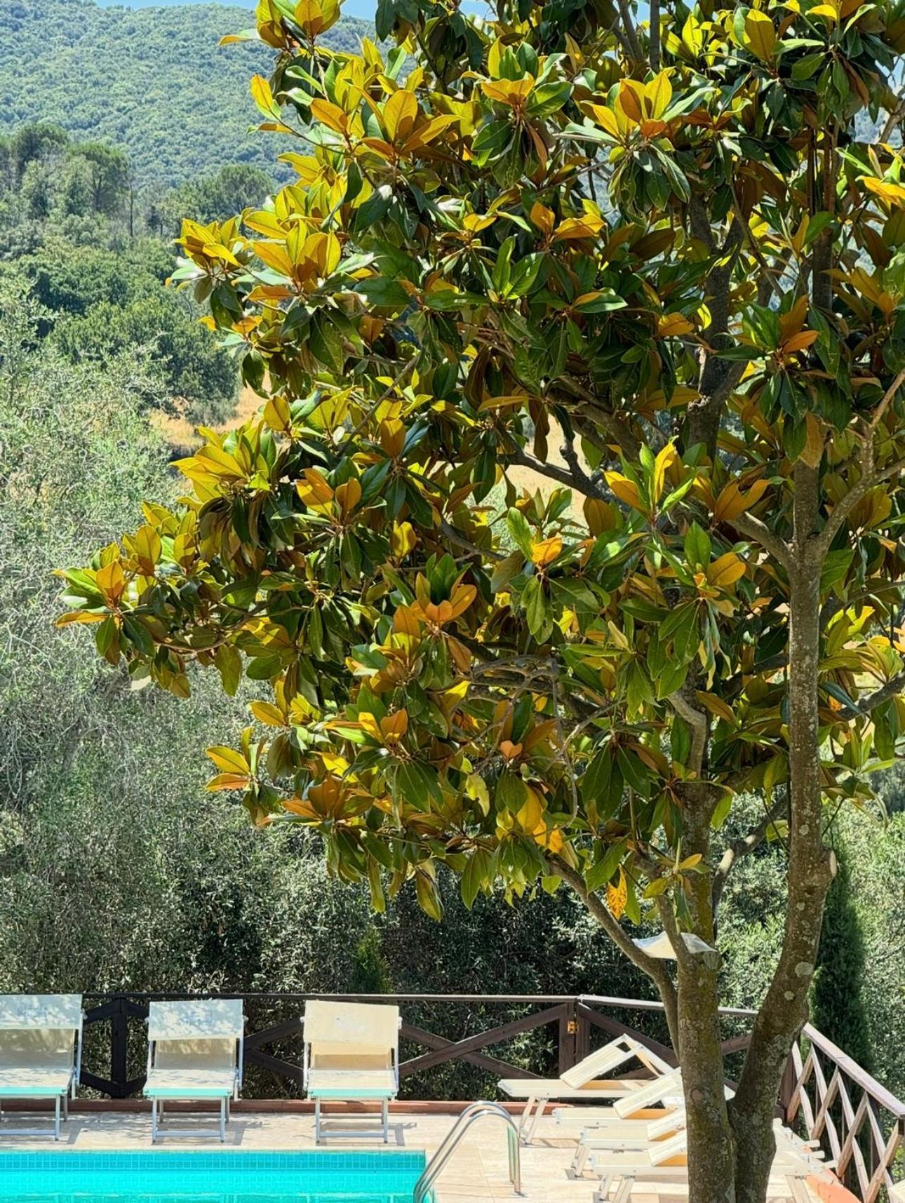 Madonna Del Poggio Cav Aparthotel Scarlino Eksteriør bilde